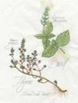 Basil & Thyme by Elissa Della-Piana