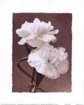 Carnations by Dick and Diane Stefanich