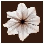 Clematis by Steven N. Meyers