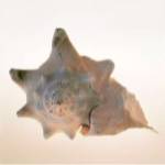 Conch by Tom Artin