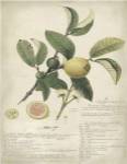 Descube Botanical I by Descube