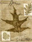 Leaf Collage II by Kate Archie