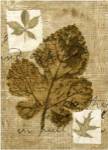 Leaf Collage IV by Kate Archie