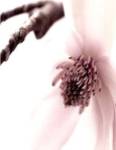 Magnolia Blush I by Zalewiski