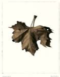 Norway Maple by Alan Blaustein