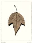 Red Maple by Alan Blaustein