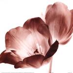 RedTulips by Dick and Diane Stefanich