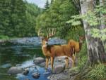 Streamside - White Tail Deer by William Vanderdasson