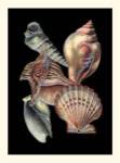 Treasures of the Sea I by Ehret and Redoute