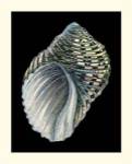 Treasures of the Sea III by Ehret and Redoute