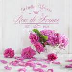 Zen Roses III by Andrea Haase